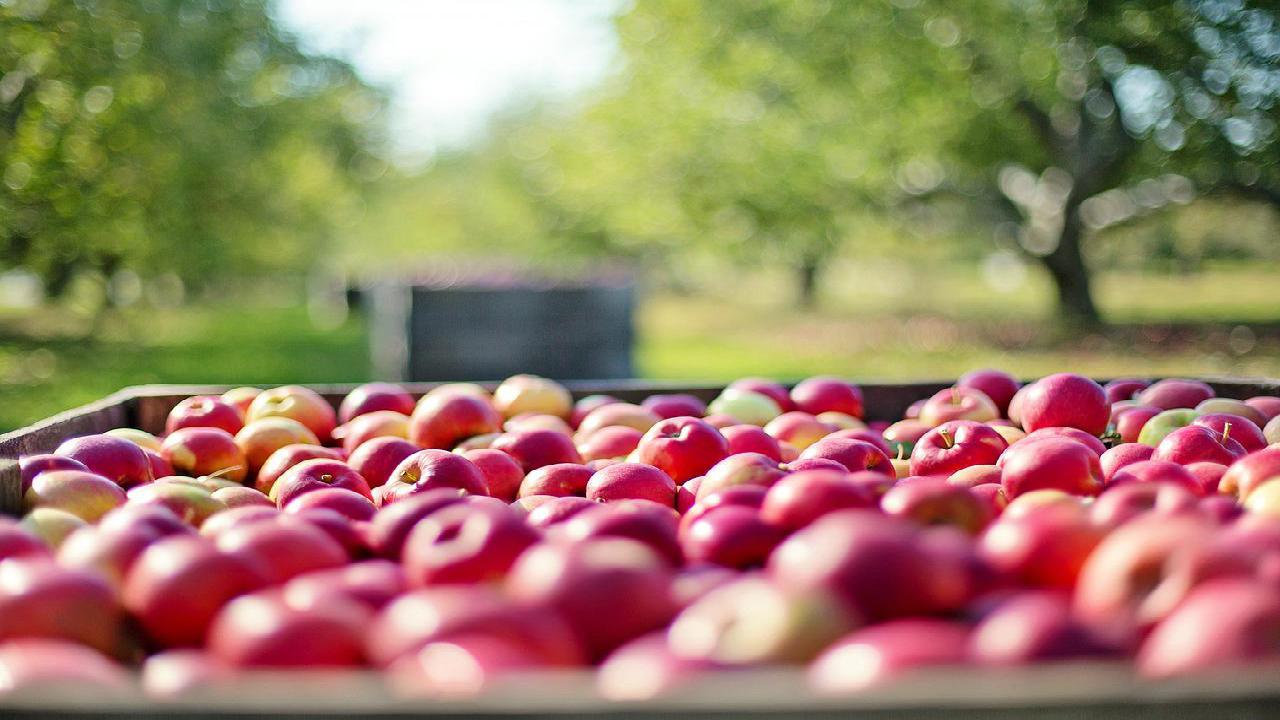 mołdawskie jabłka jakość